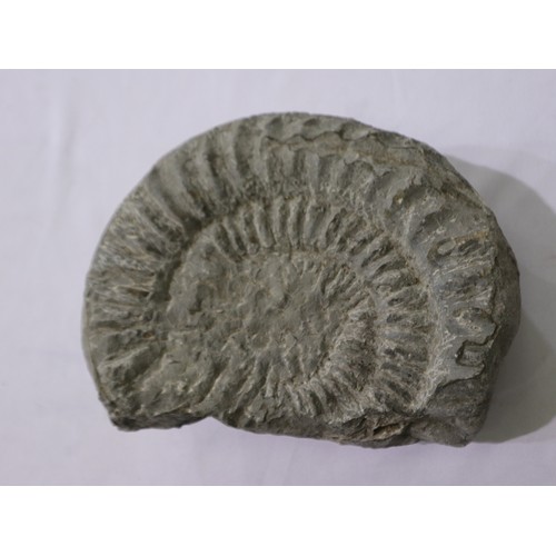 168G - Large fossil ammonite specimen, L: 26 cm. Not available for in-house P&P