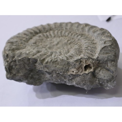 168G - Large fossil ammonite specimen, L: 26 cm. Not available for in-house P&P