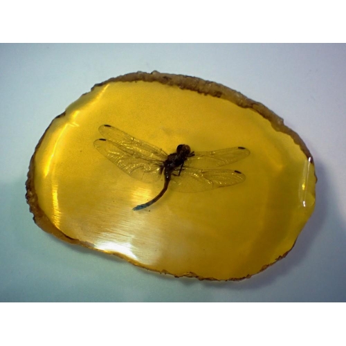 1062 - Dragonfly preserved in amber resin. UK P&P Group 1 (£16+VAT for the first lot and £2+VAT for subsequ... 