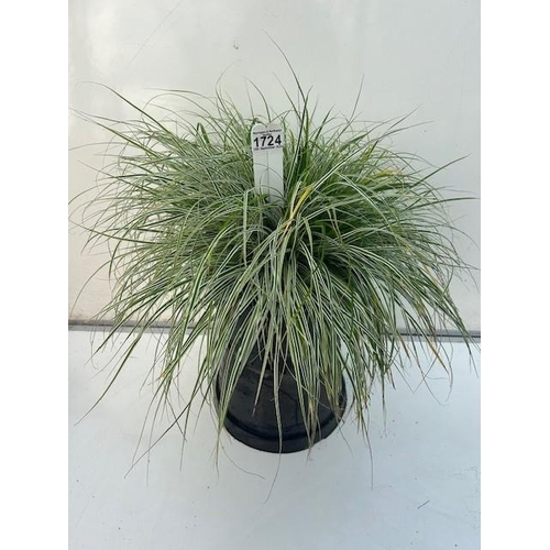 1724 - Carex Evergreen Grass. Not available for in-house P&P