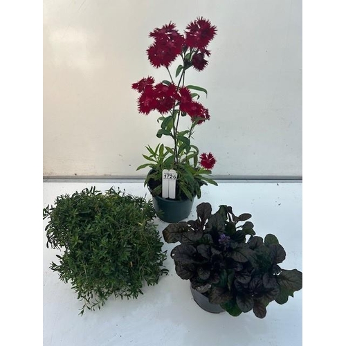 1726 - Three perennial pots. Adjuga, Lithadora and Chinese pink Dianthus. Not available for in-house P&P