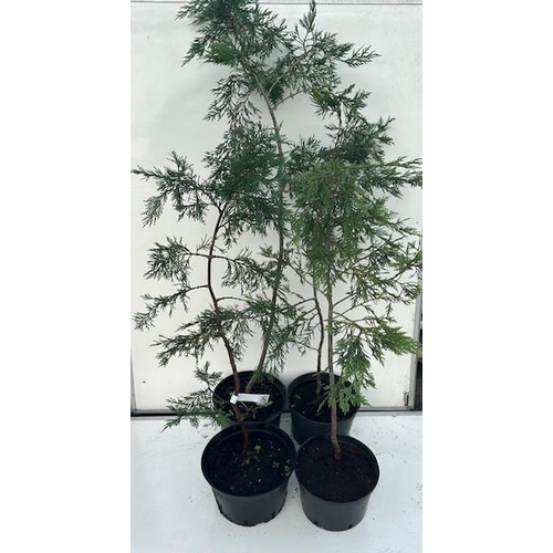 1728 - Four evergreen conifers. Not available for in-house P&P