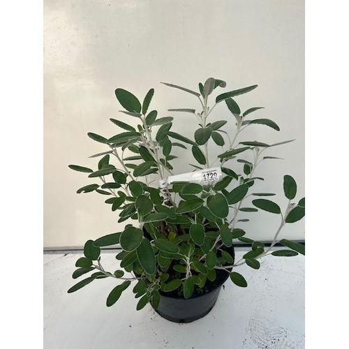 1729 - Senecio Sunshine Evergreen shrub. Not available for in-house P&P