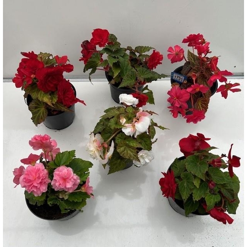 1731 - Six mixed large Begonias. Not available for in-house P&P