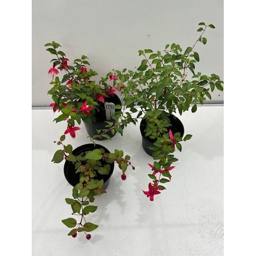 1732 - Three Hardy Fuchsia. Not available for in-house P&P