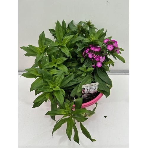 1733 - Perennial Barbaini AKA Sweet William. Not available for in-house P&P