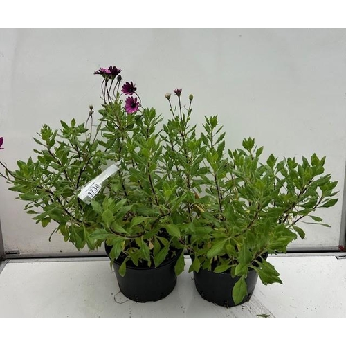 1738 - Two large perennial Osteospermum. Not available for in-house P&P