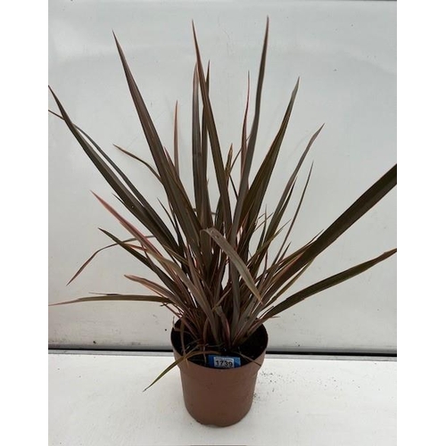 1739 - Evergreen perennial Phormium. Not available for in-house P&P