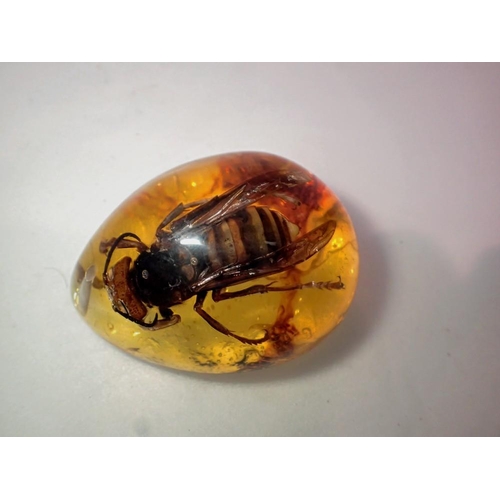 1068 - Hornet preserved in amber resin. UK P&P Group 1 (£16+VAT for the first lot and £2+VAT for subsequent... 