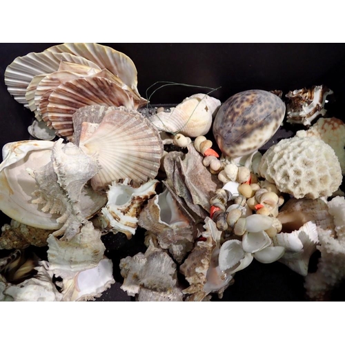 1115 - Collection of natural sea shells. UK P&P Group 1 (£16+VAT for the first lot and £2+VAT for subsequen... 