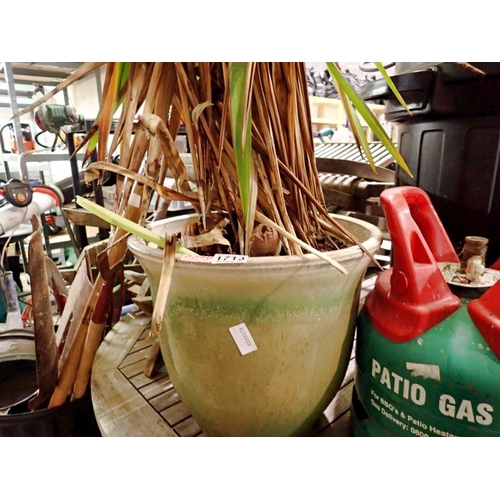 1713 - Large Yucca plant in a ceramic pot. Not available for in-house P&P