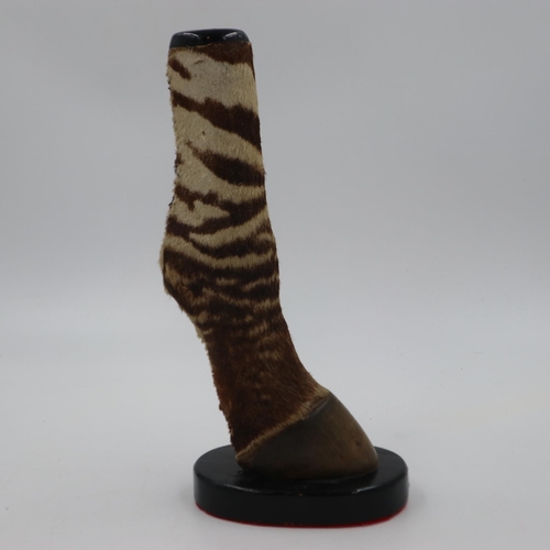 248 - Taxidermy zebra lower leg mounted on a wooden base, H: 32cm. UK P&P Group 1 (£16+VAT for the first l... 