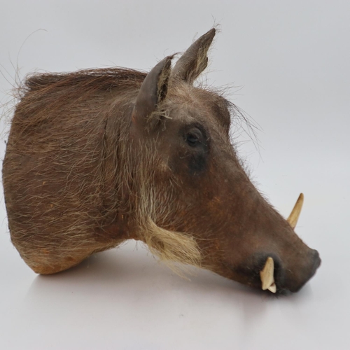 249 - Taxidermy: wall mounting warthog head, L: 43cm. Not available for in-house P&P