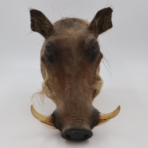 249 - Taxidermy: wall mounting warthog head, L: 43cm. Not available for in-house P&P