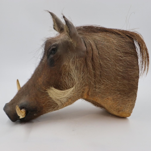 249 - Taxidermy: wall mounting warthog head, L: 43cm. Not available for in-house P&P