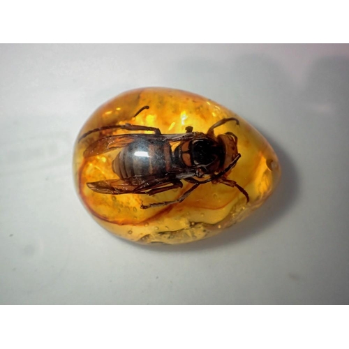 1088 - Large hornet preserved in amber tree resin.UK P&P Group 1 (£16+VAT for the first lot and £2+VAT for ... 