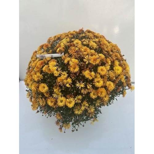 1861 - Huge golden perennial Chrysanthemum. Not available for in-house P&P