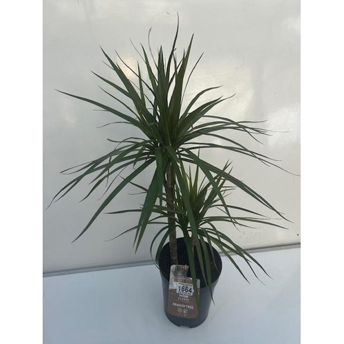 1864 - Beautiful easy care Dragon Tree Houseplant. Not available for in-house P&P