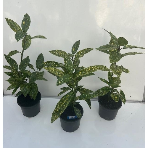 1865 - Three Evergreen Japanese Laurel. Not available for in-house P&P