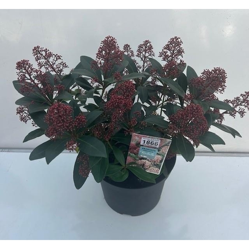 1866 - Perennial Skimmia Japonica. Not available for in-house P&P