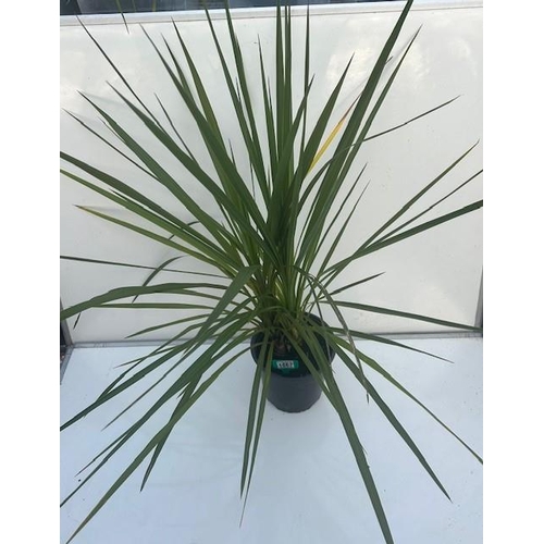 1867 - Large evergreen Cordyline. Not available for in-house P&P