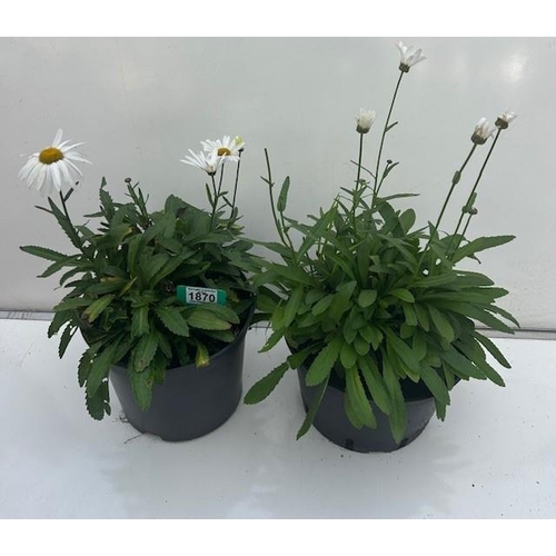 1870 - Two large perennial Shasta Daisy. Not available for in-house P&P