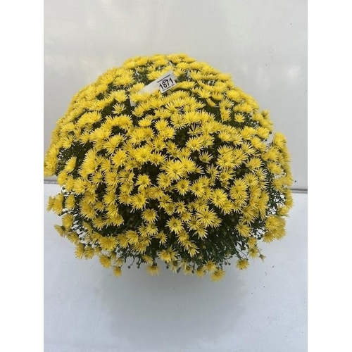 1871 - Huge yellow perennial Chrysanthemum. Not available for in-house P&P