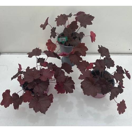 1872 - Three perennial Red Spangle Heuchera. Not available for in-house P&P