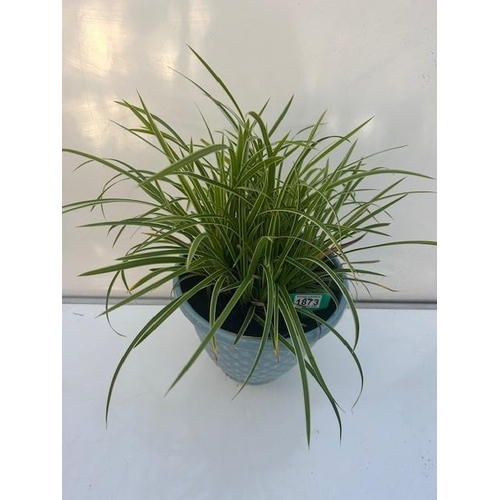 1873 - Evergreen Cares Grass in decorative blue pot. Not available for in-house P&P