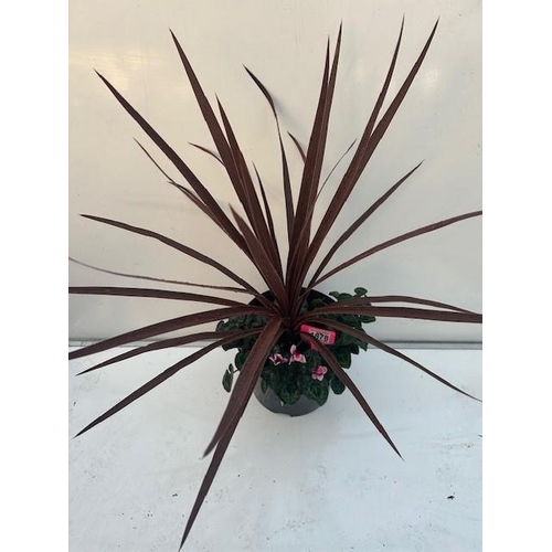 1878 - Cordyline planted pot with autumn Cyclamen. Not available for in-house P&P