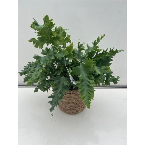 1880 - Easy care Gold-foot Fern houseplant in wicker pot. Not available for in-house P&P