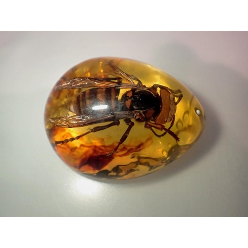 1064 - Large hornet preserved in amber tree resin. UK P&P Group 1 (£16+VAT for the first lot and £2+VAT for... 