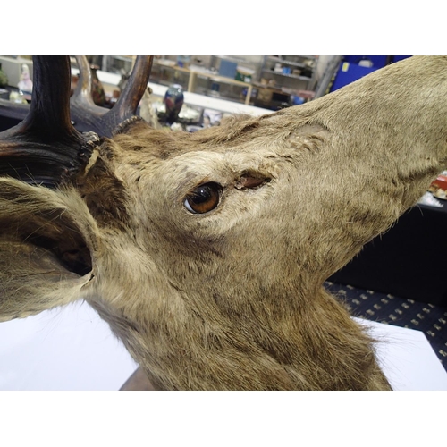 302 - Taxidermy study of a stag with 4/5 point antlers, maximum spread on antlers 63cm, mounted on an oak ... 