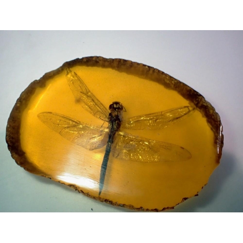 1068 - Dragonfly preserved in amber tree resin. UK P&P Group 1 (£16+VAT for the first lot and £2+VAT for su... 