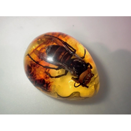 1075 - Large hornet preserved in amber tree resin. UK P&P Group 1 (£16+VAT for the first lot and £2+VAT for... 