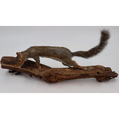 2082 - Taxidermic study of a squirrel mounted on a natural branch, overall L: 60 cm. Not available for in-h... 