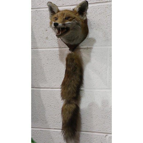 2079 - Taxidermic study of a fox head, mounted to an oak shield with brush hanging below. Not available for... 