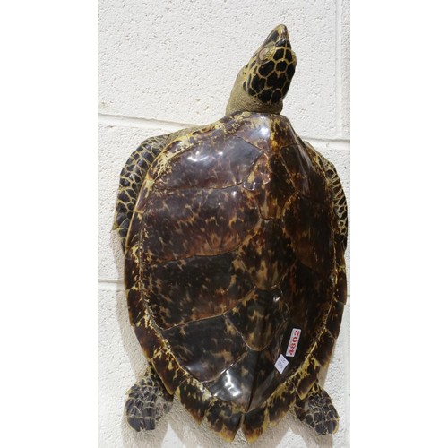 2080 - *** WITHDRAWN*** Taxidermic study of a sea turtle, L: 56 cm. Not available for in-house P&P