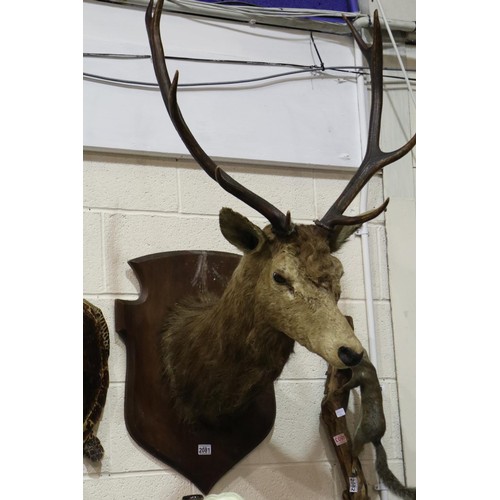 2081 - Taxidermy study of a stag with 4/5 point antlers, maximum spread on antlers 63cm, mounted on an oak ... 