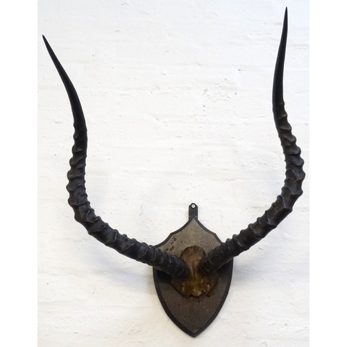 221 - TAXIDERMY IMPALA HORNS
with part of the skull mounted on a shaped and stained oak shield, 57cm long ... 