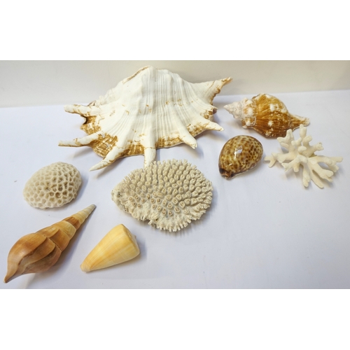 224 - SELECTION OF SEA SHELLS
including Cowrie's, Boring Turret Snail, Alphabet Cone's, Conch, Clam and ot... 