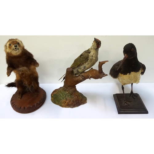 248 - TAXIDERMY
with a Weasel rearing up, a Tern and a Woodpecker in a naturalistic setting (3)