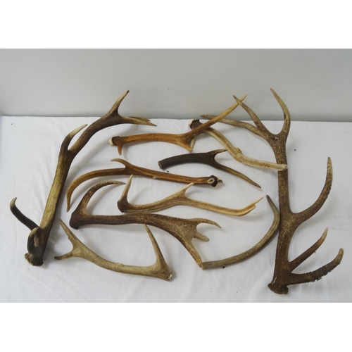 448 - SELECTION OF ASSORTED DEER ANTLERS
of varying sizes and species