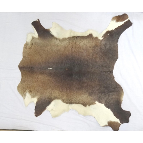 447 - REINDEER PELT
85cm x 104cm