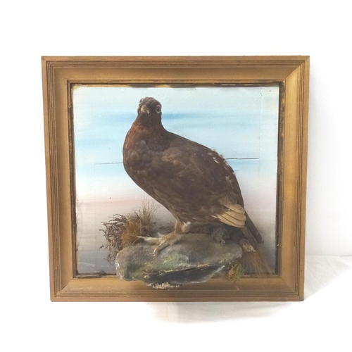 450 - EARLY 20TH CENTURY TAXIDERMY RED GROUSE
mounted in a naturalistic setting on a rocky outcrop, origin... 