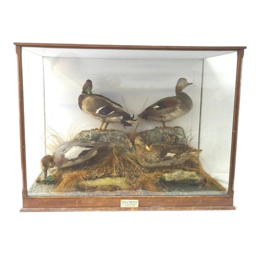 456 - TAXIDERMY STUDY OF FOUR DUCKS
in a naturalistic setting glass case, bearing a label 'A stalk at Trom... 