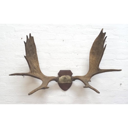 458 - 20TH CENTURY NORTH AMERICAN MOOSE ANTLERS
with fifteen points, mounted on a shaped shield, 113cm wid... 