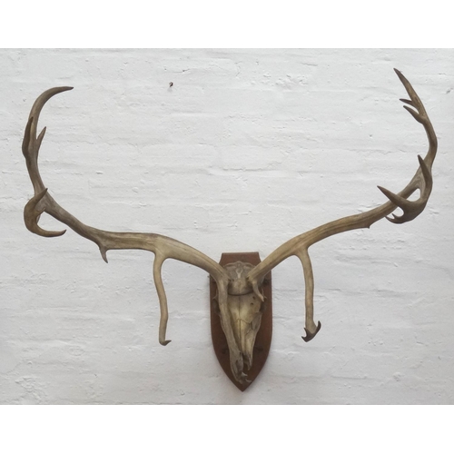 459 - REINDEER ANTLERS
and skull mounted on an oak shaped shield, 101cm wide