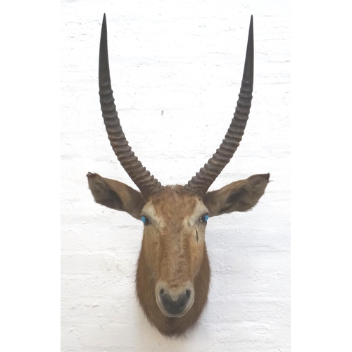 465 - TAXIDERMY MOUNTED LARGE AFRICAN ANTELOPE
head and neck with twisted shaped horns, 112cm high