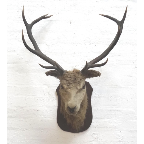 468 - TAXIDERMY MOUNTED RED STAG
head and neck with eleven points, mounted on a shaped oak shield, 75cm wi... 